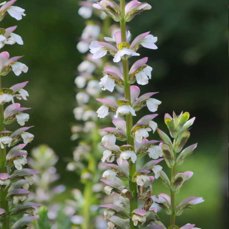 Acanthe molle, Acanthus