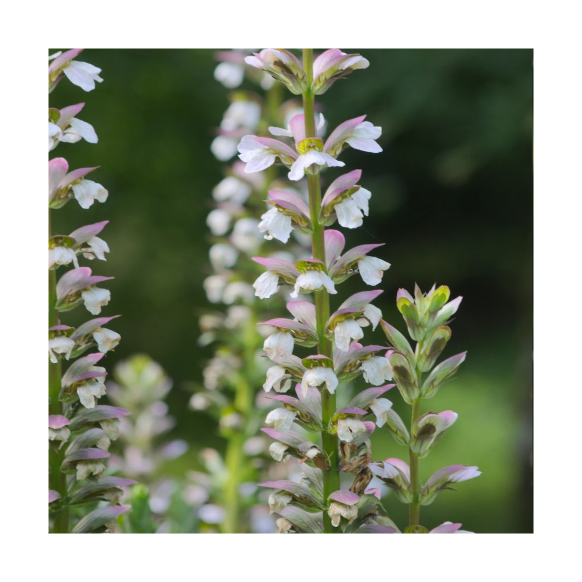 Acanthe molle, Acanthus Acanthe molle, Acanthus