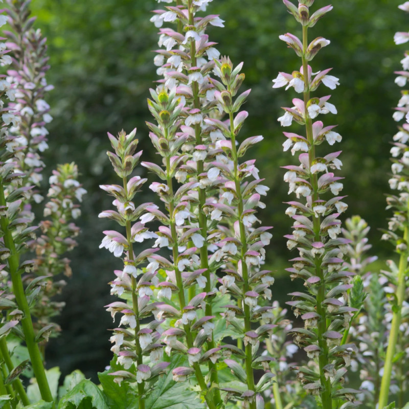 Acanthe molle, Acanthus