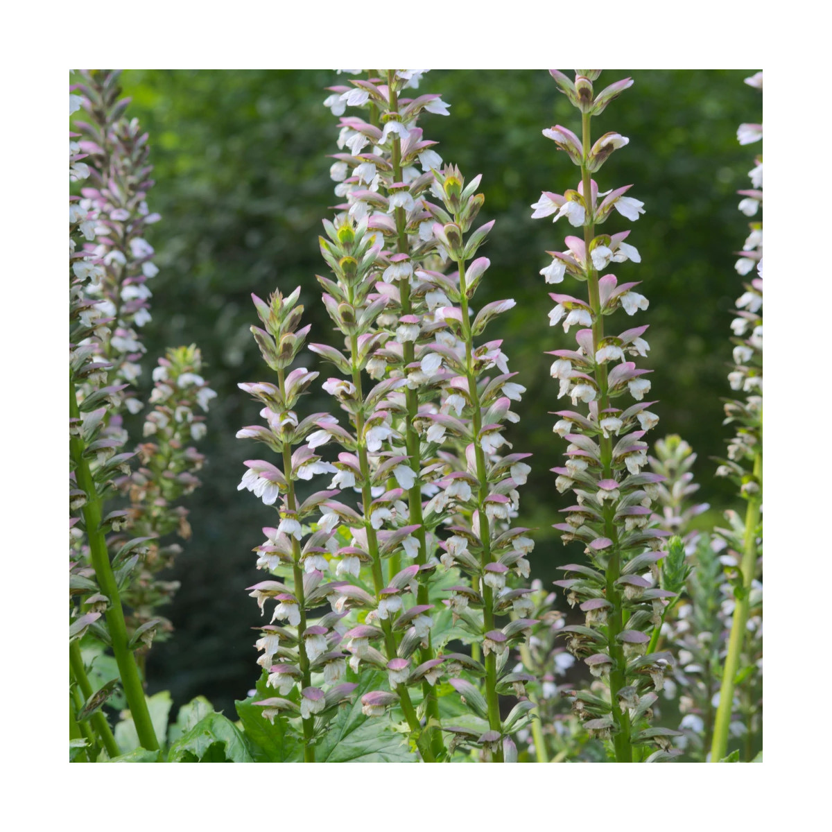 Acanthe molle, Acanthus Acanthe molle, Acanthus