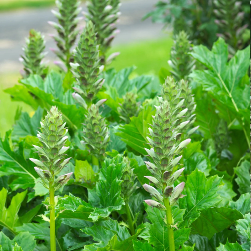 Acanthe molle, Acanthus
