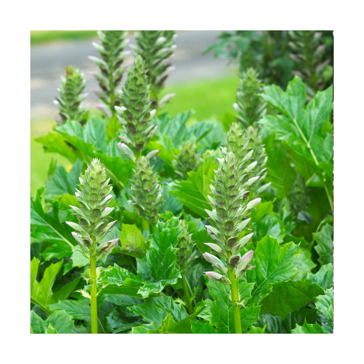 Acanthe molle, Acanthus Acanthe molle, Acanthus