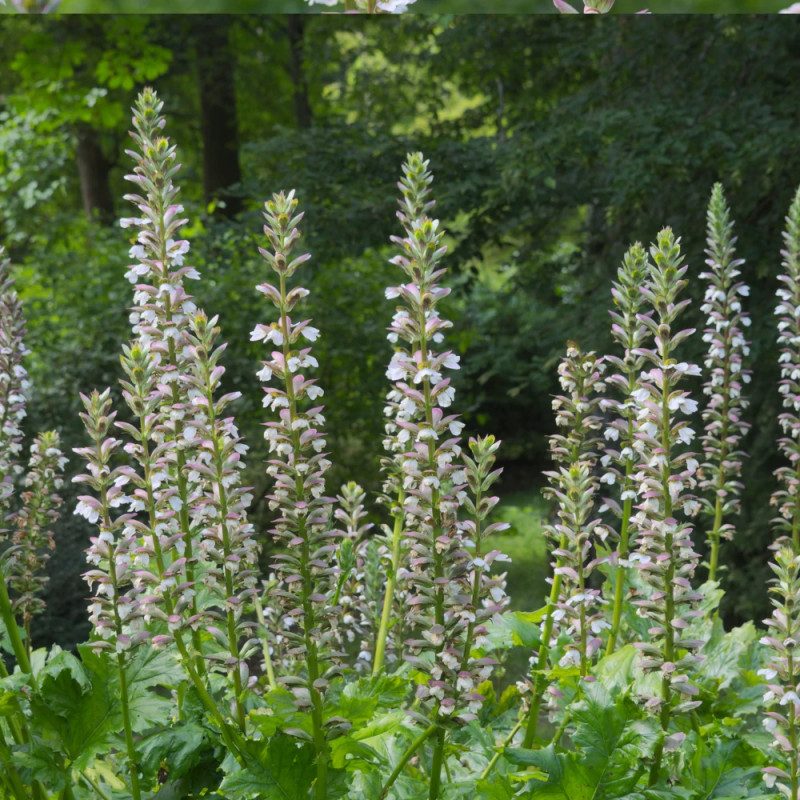Acanthe molle, Acanthus