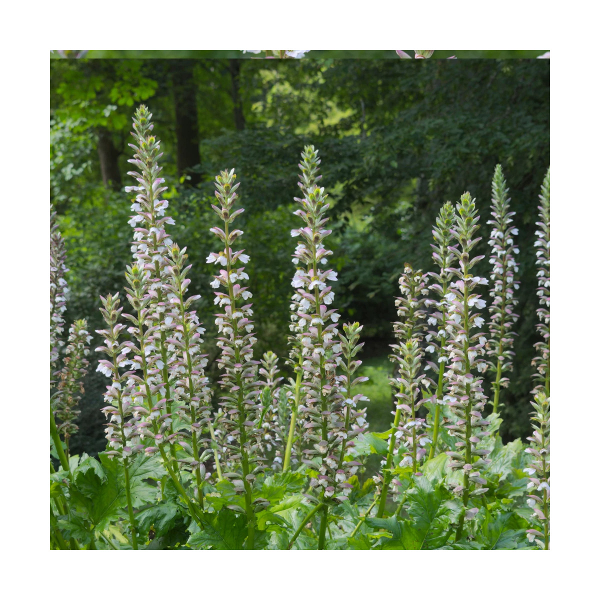 Acanthe molle, Acanthus Acanthe molle, Acanthus