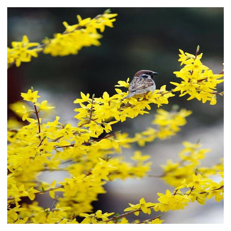 Forsythia Fiesta, Mimosa de Paris