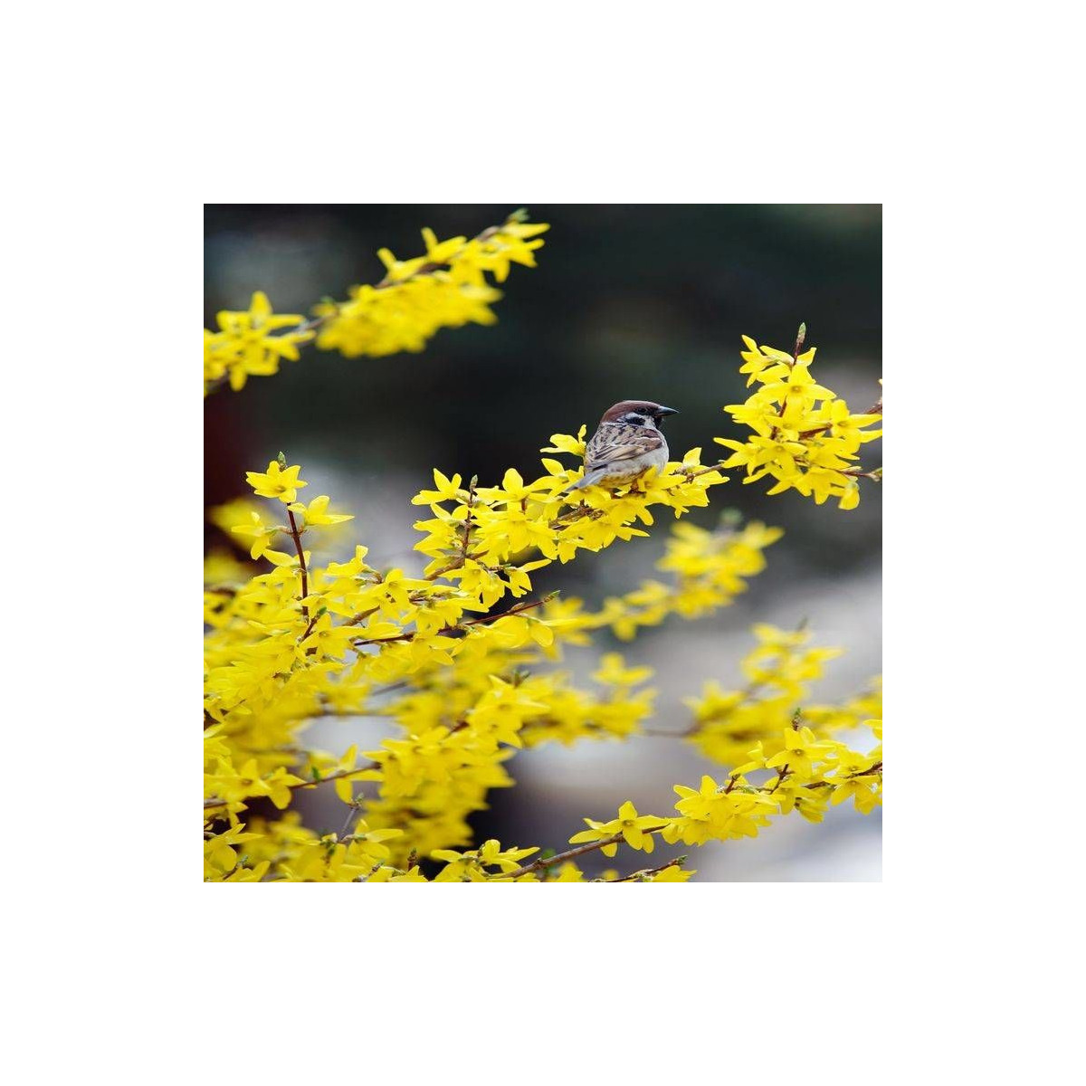 Forsythia Fiesta, Mimosa de Paris