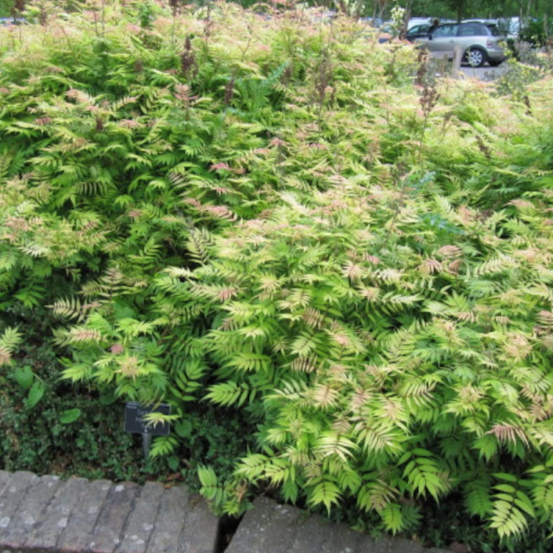 Sorbaire à feuilles de sorbier Pink Hopi® 'COUSORB05', Sorbaria