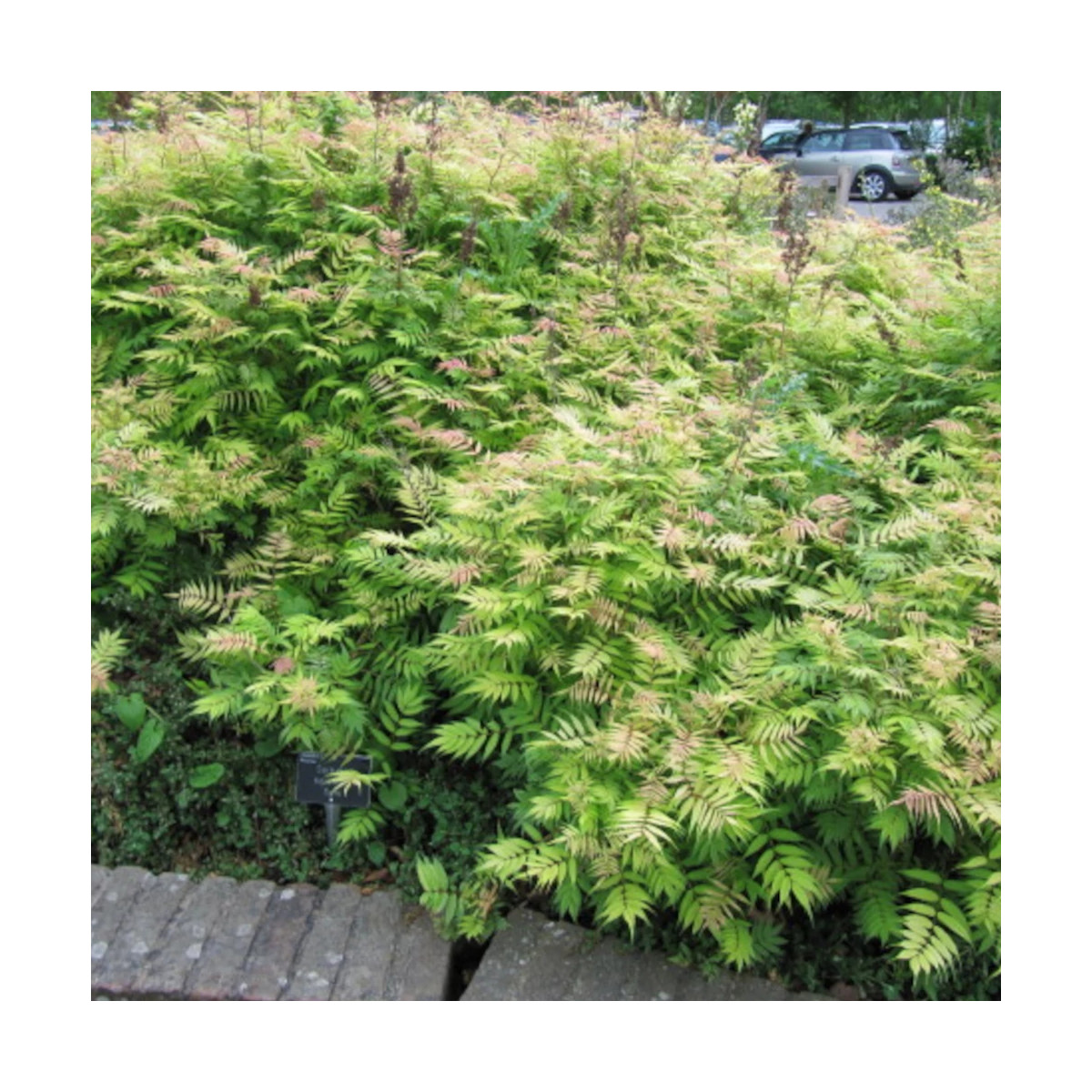 Sorbaire à feuilles de sorbier Pink Hopi® 'COUSORB05', Sorbaria Sorbaire à feuilles de sorbier Pink Hopi® 'COUSORB05', Sorbaria
