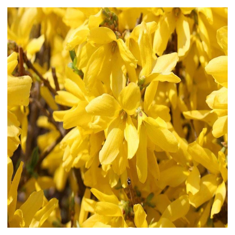 Forsythia Fiesta, Mimosa de Paris
