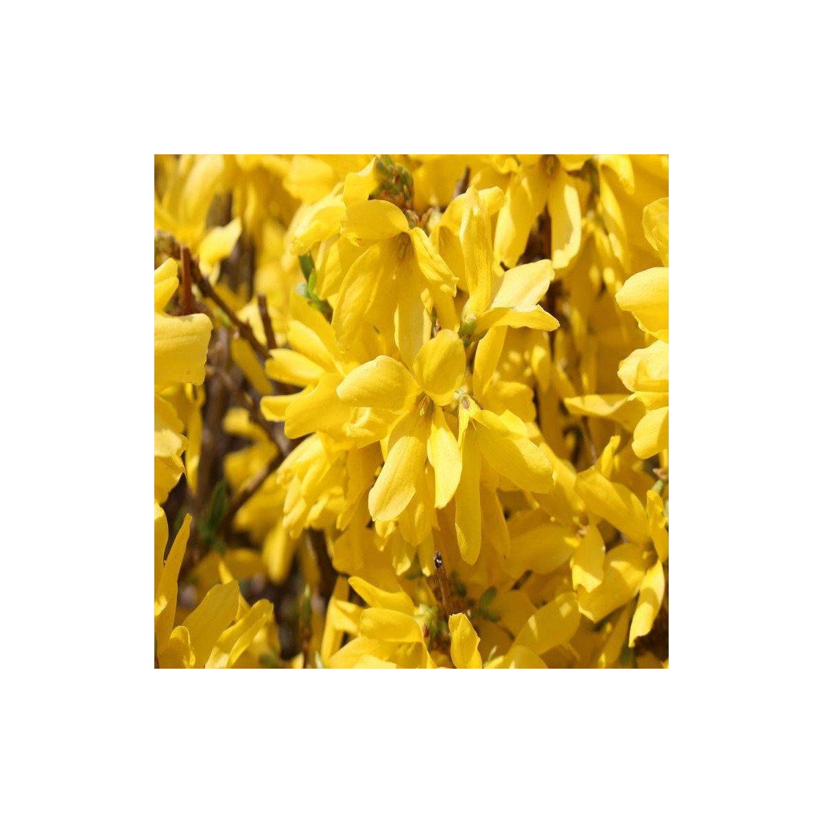 Forsythia Fiesta, Mimosa de Paris