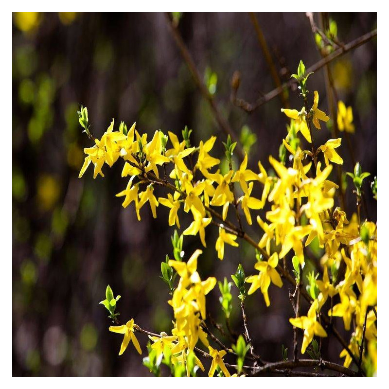 Forsythia Fiesta, Mimosa de Paris