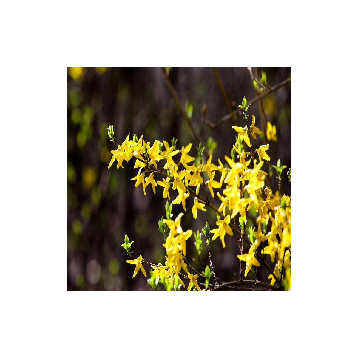 Forsythia Fiesta, Mimosa de Paris