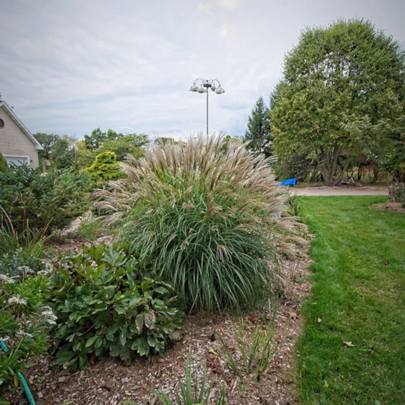 Miscanthus, Roseau de Chine Adagio