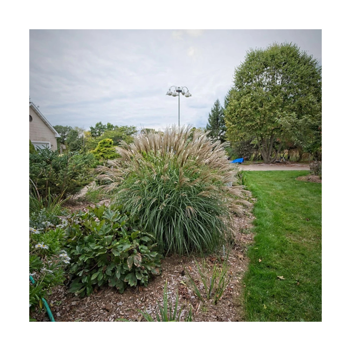 Miscanthus, Roseau de Chine Adagio