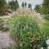 Miscanthus, Roseau de Chine Adagio