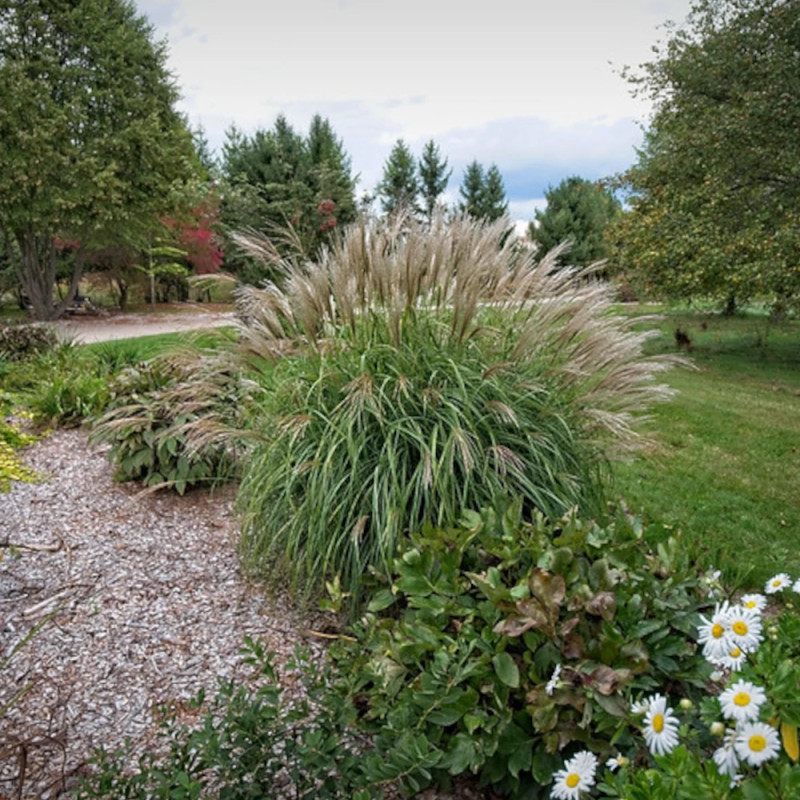 Miscanthus, Roseau de Chine Adagio