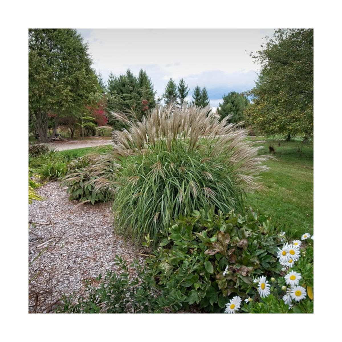 Miscanthus, Roseau de Chine Adagio