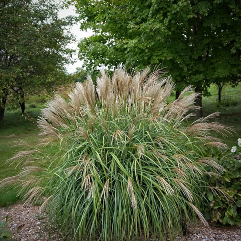 Miscanthus, Roseau de Chine Adagio