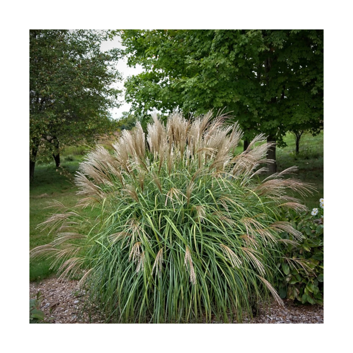Miscanthus, Roseau de Chine Adagio