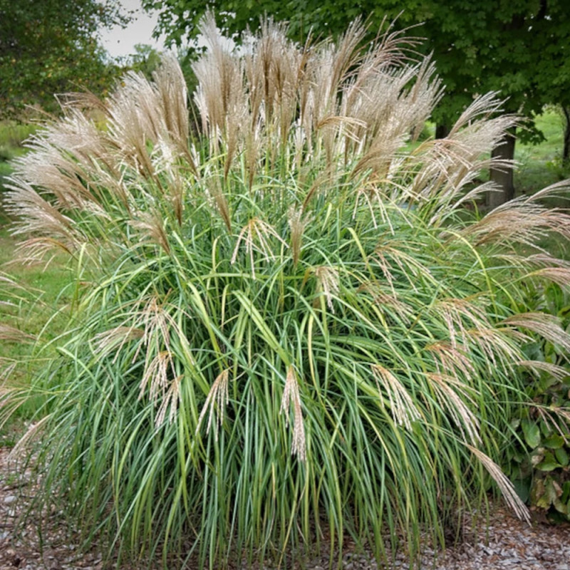 Miscanthus, Roseau de Chine Adagio