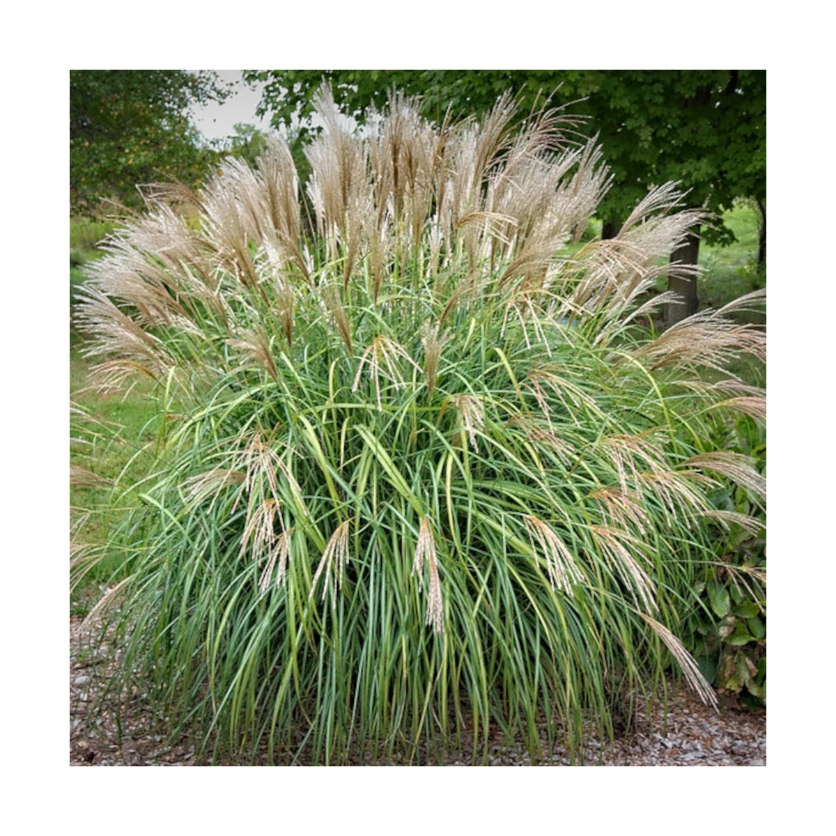 Miscanthus, Roseau de Chine Adagio