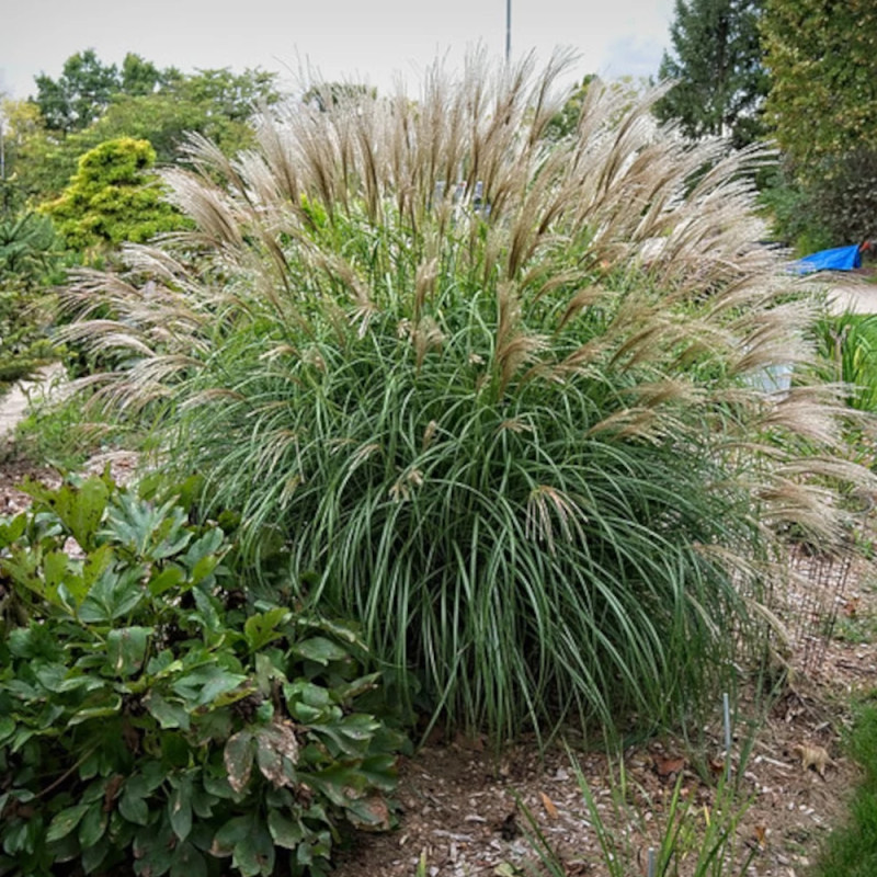 Miscanthus, Roseau de Chine Adagio