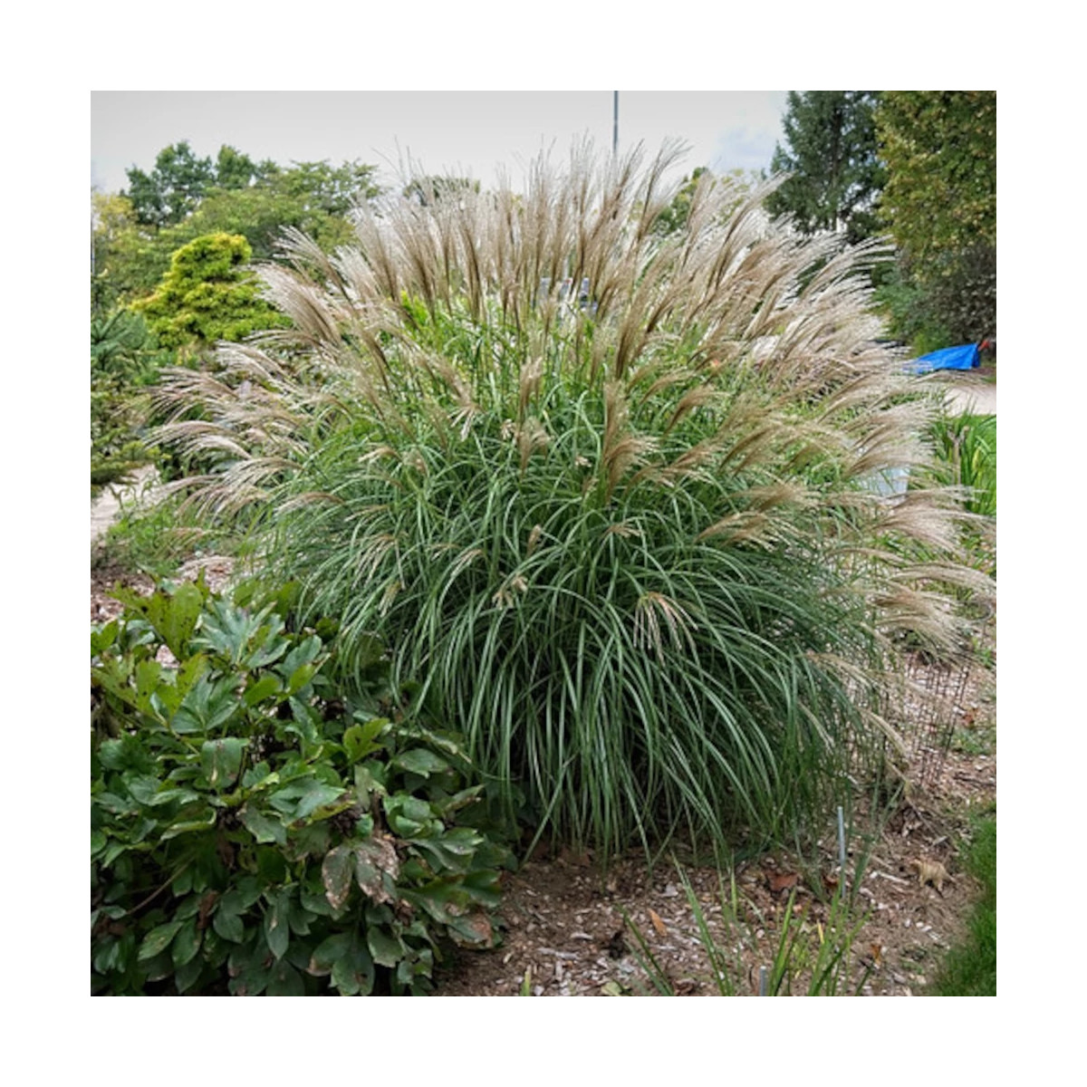 Miscanthus, Roseau de Chine Adagio