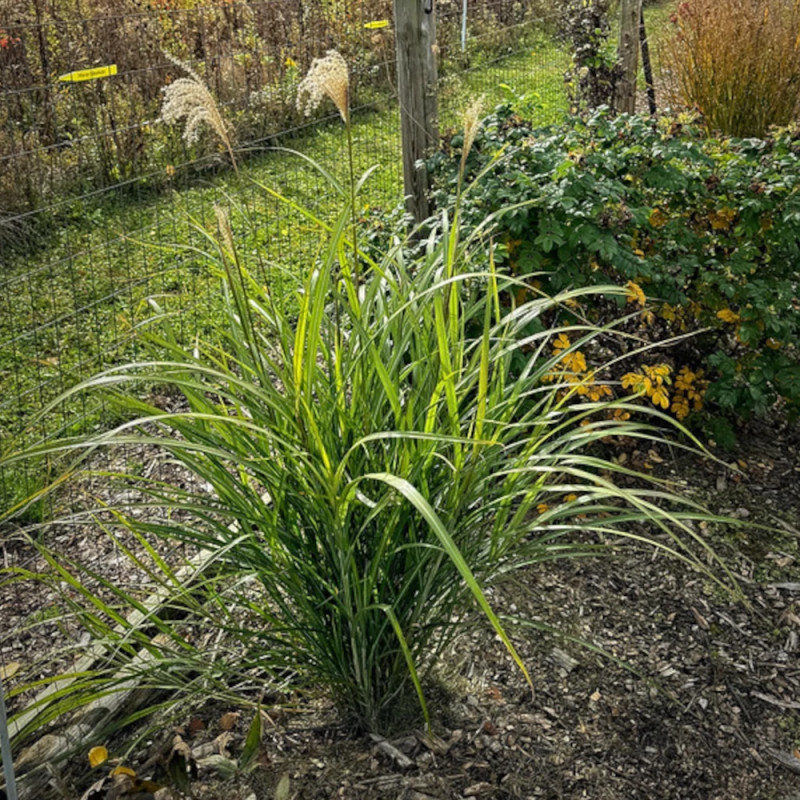 Miscanthus, Roseau de Chine Silberfeder