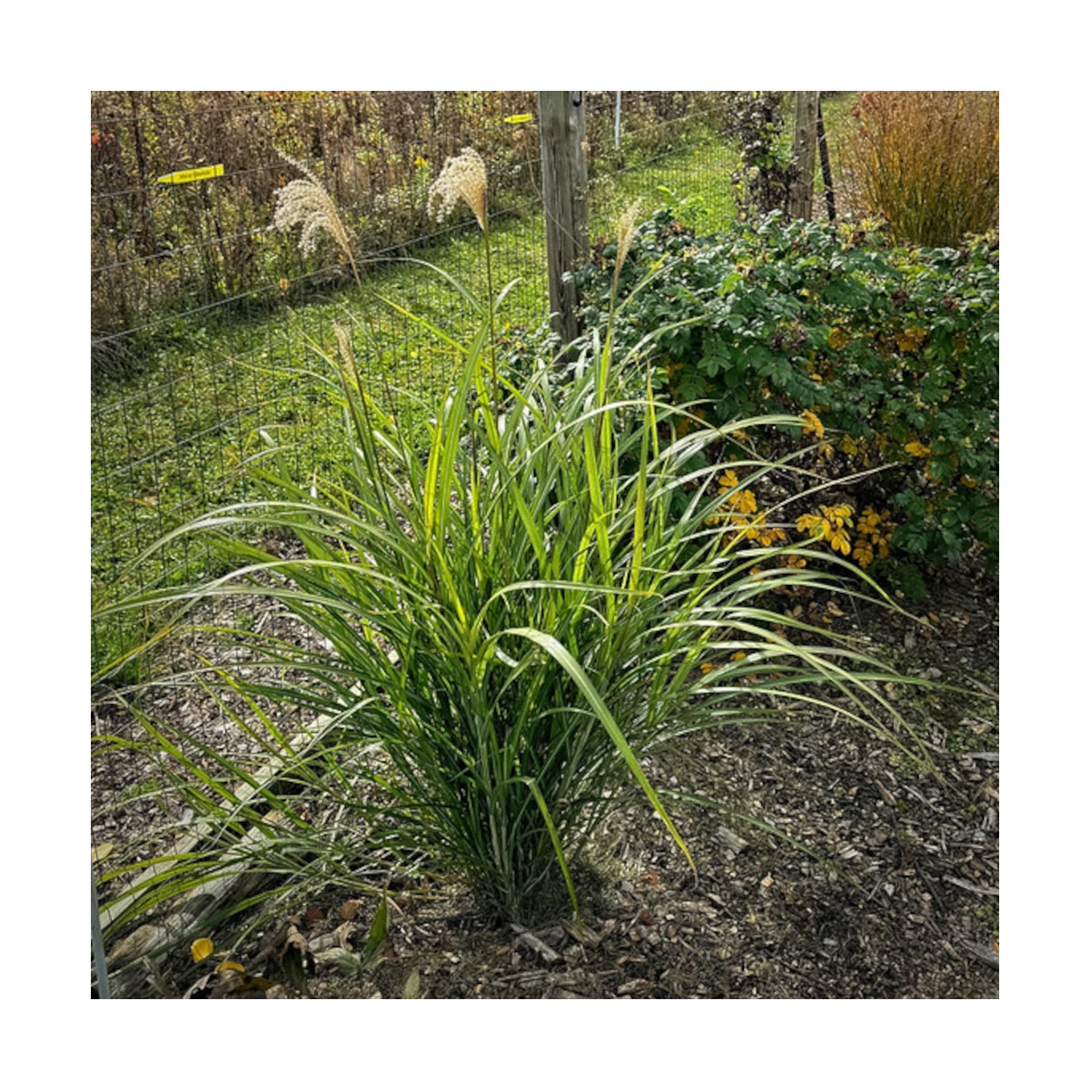 Miscanthus, Roseau de Chine Silberfeder