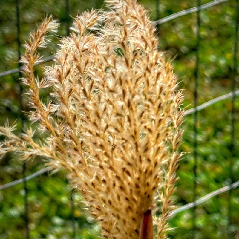 Miscanthus, Roseau de Chine Silberfeder