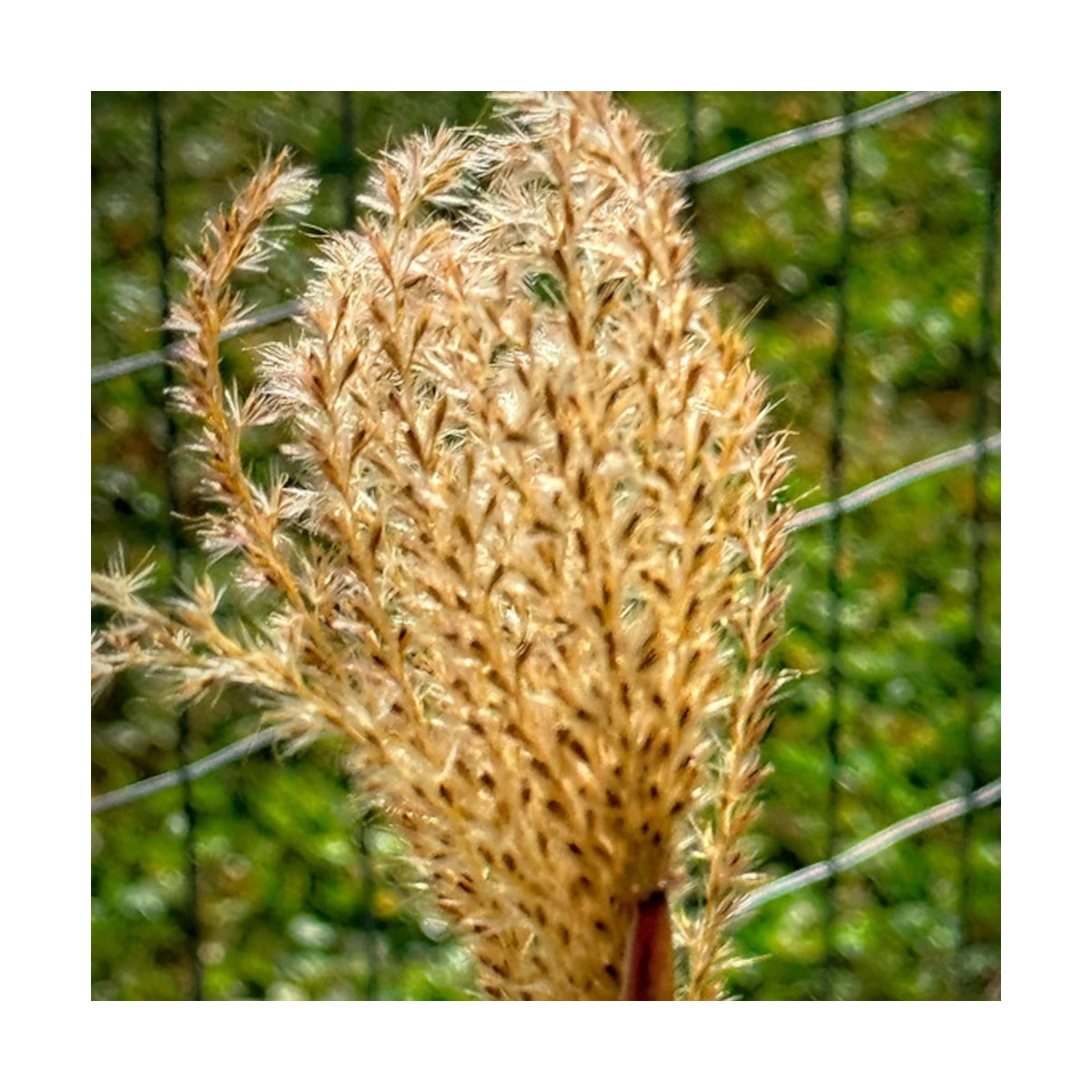 Miscanthus, Roseau de Chine Silberfeder