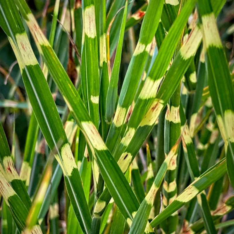 Miscanthus, Roseau de Chine Strictus