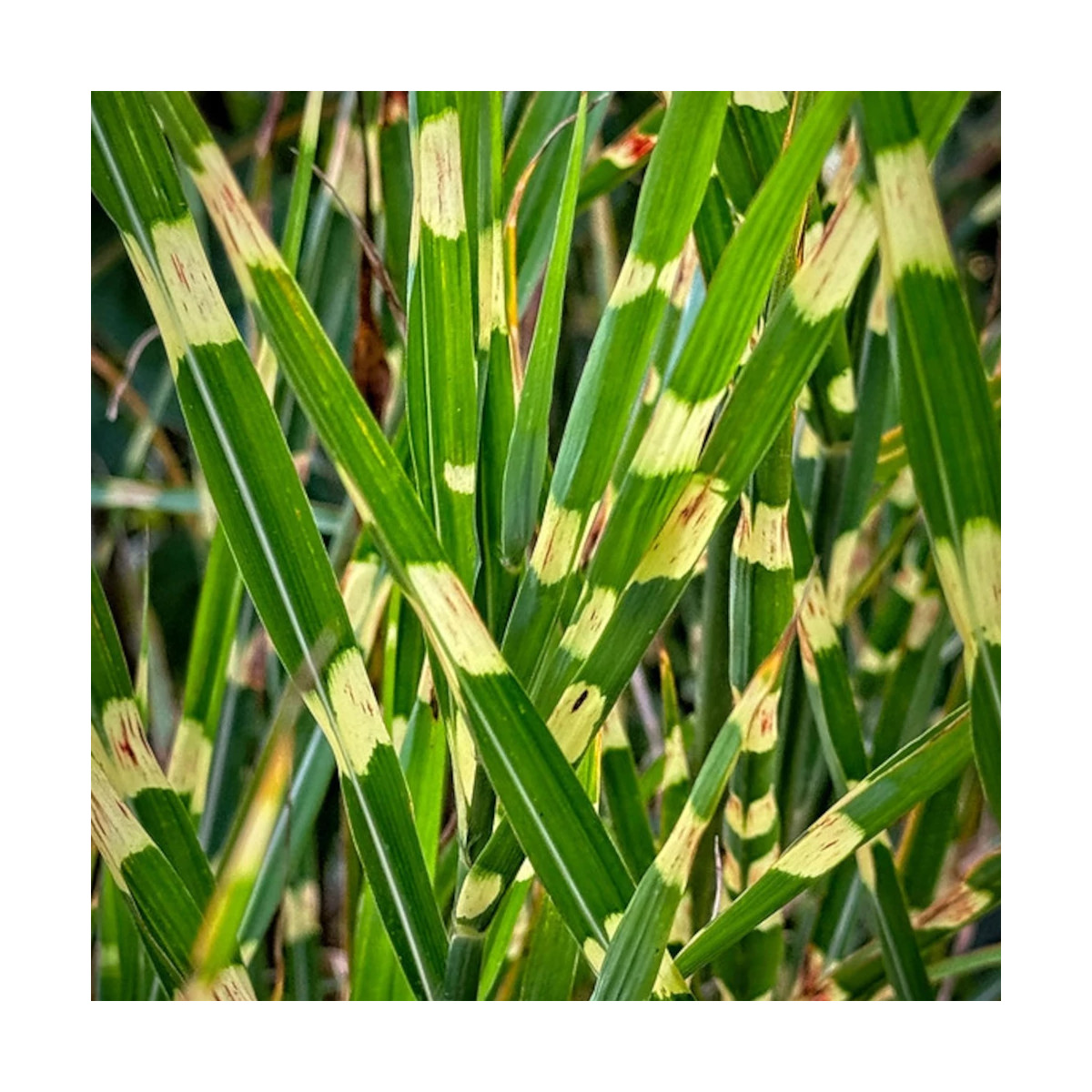 Miscanthus, Roseau de Chine Strictus