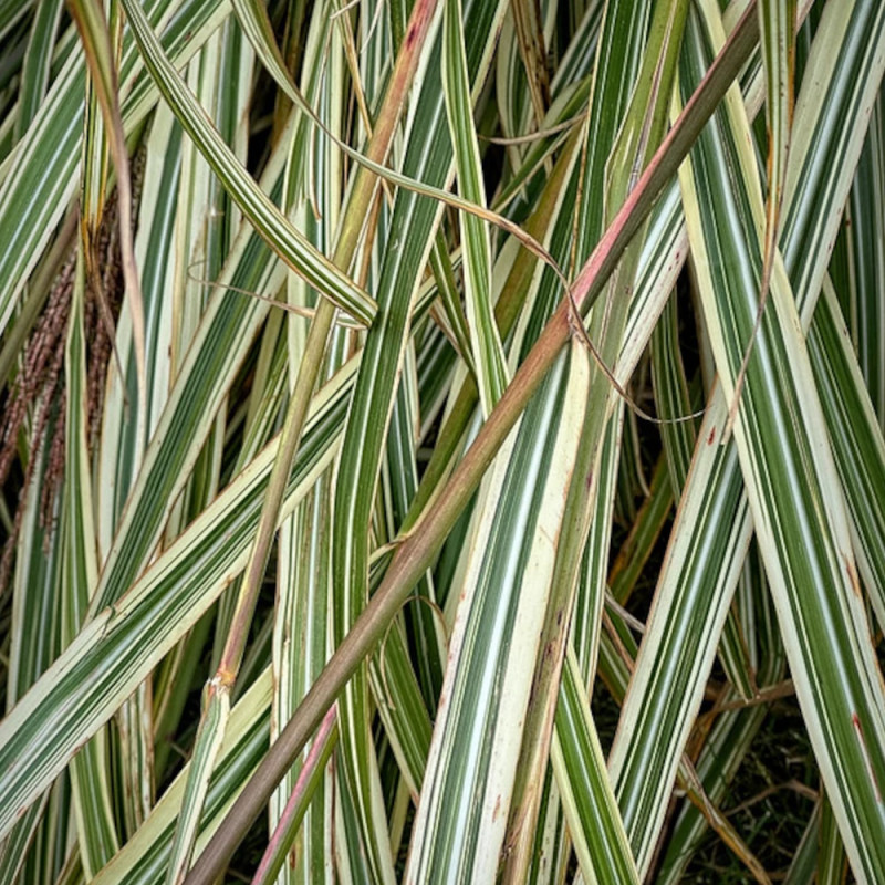 Miscanthus, Roseau de Chine Variegatus