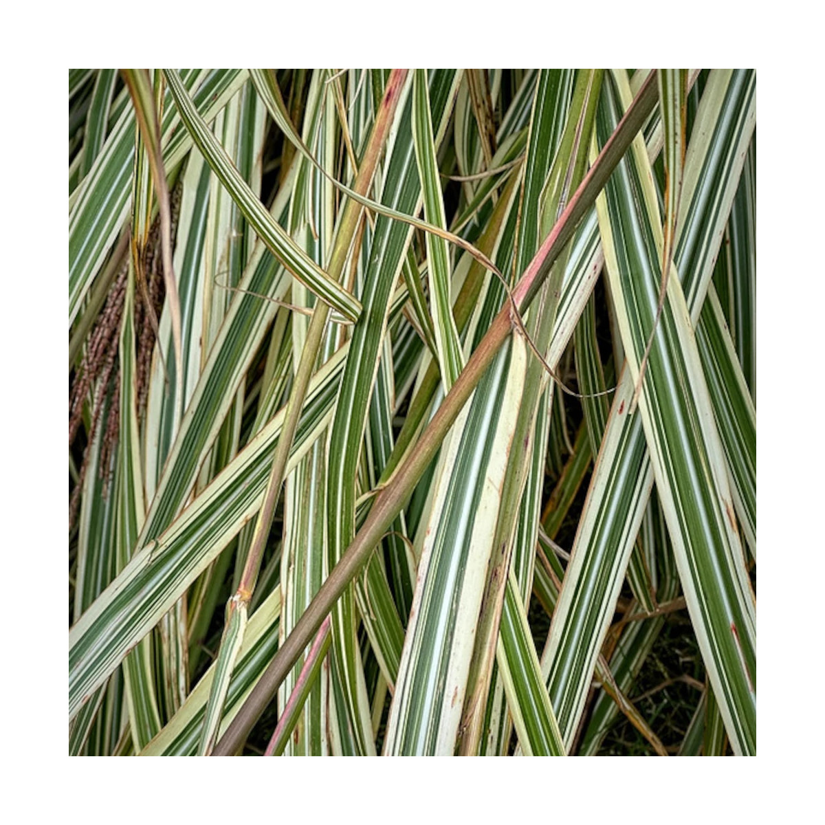 Miscanthus, Roseau de Chine Variegatus