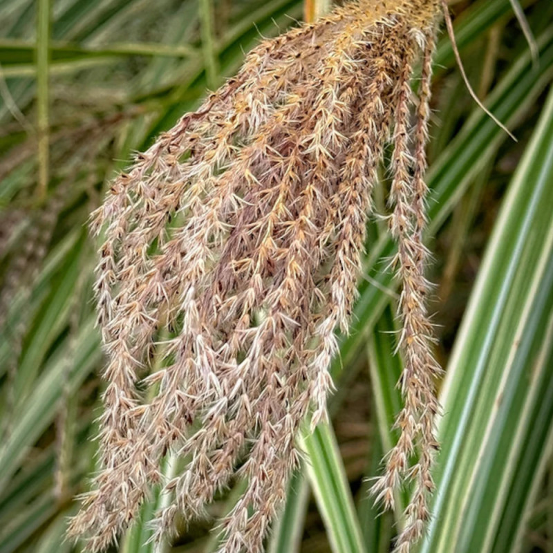 Miscanthus, Roseau de Chine Variegatus