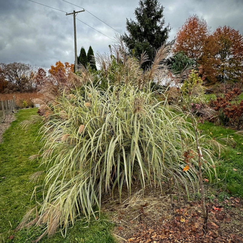 Miscanthus, Roseau de Chine Variegatus