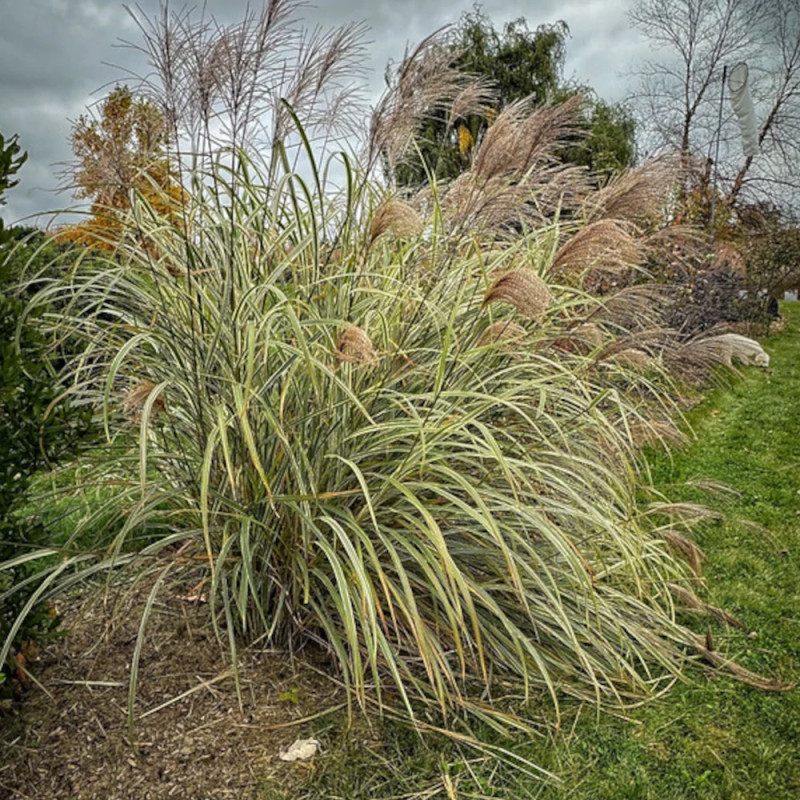 Miscanthus, Roseau de Chine Variegatus