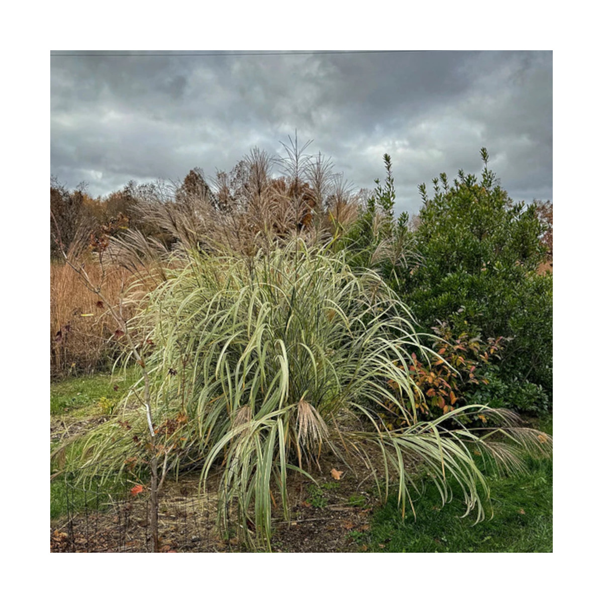 Miscanthus, Roseau de Chine Variegatus