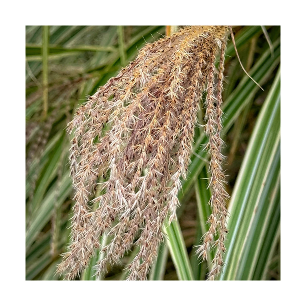 Miscanthus, Roseau de Chine Variegatus