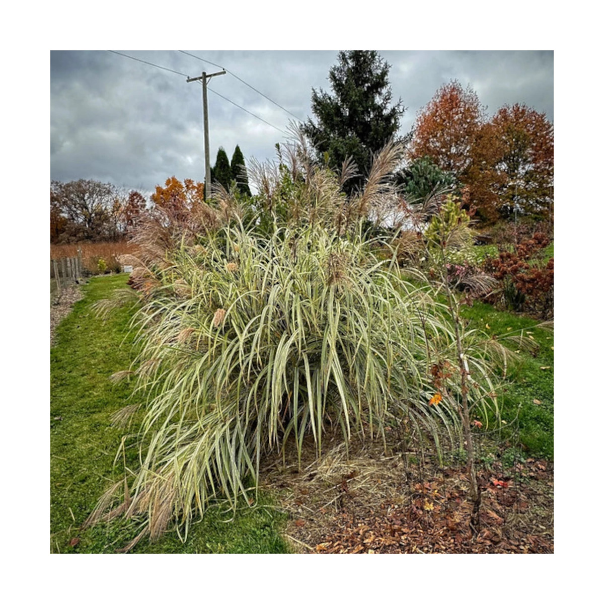 Miscanthus, Roseau de Chine Variegatus