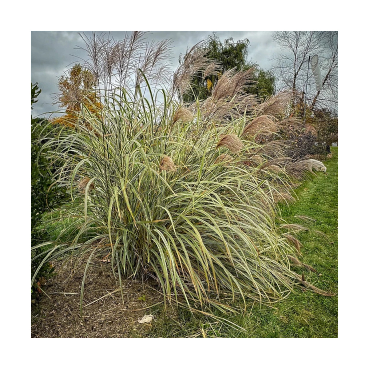 Miscanthus, Roseau de Chine Variegatus