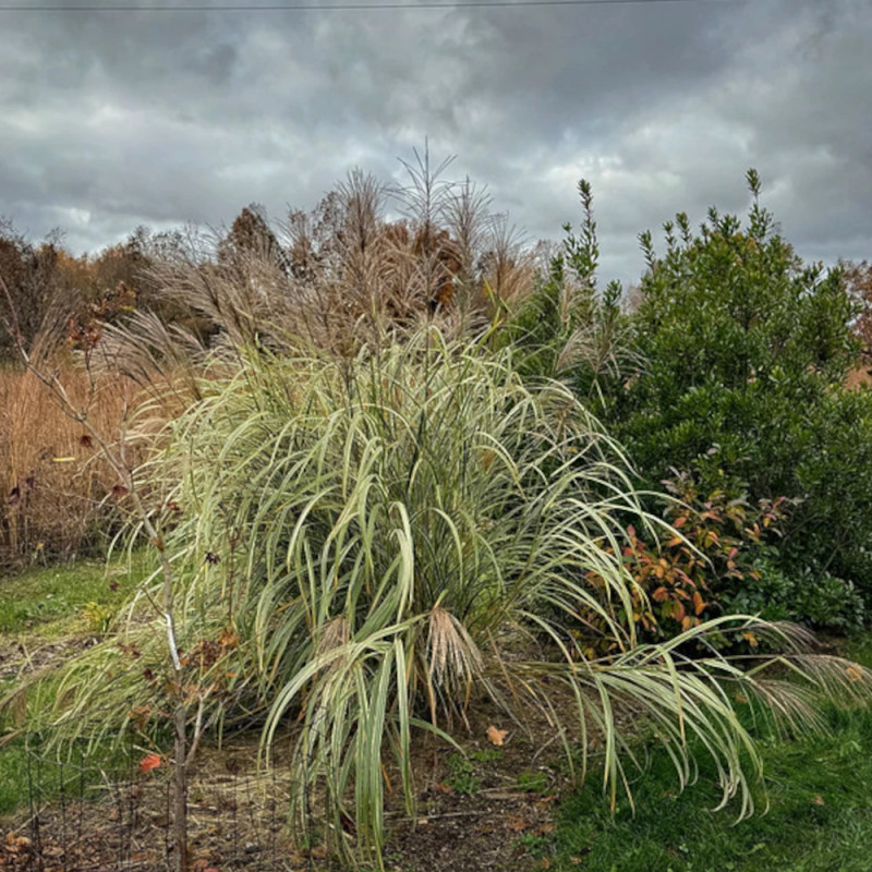 Miscanthus, Roseau de Chine Variegatus
