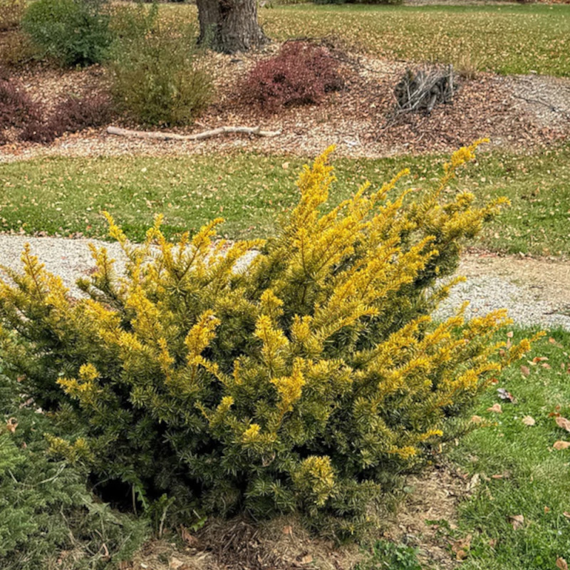 If rampant doré, Taxus