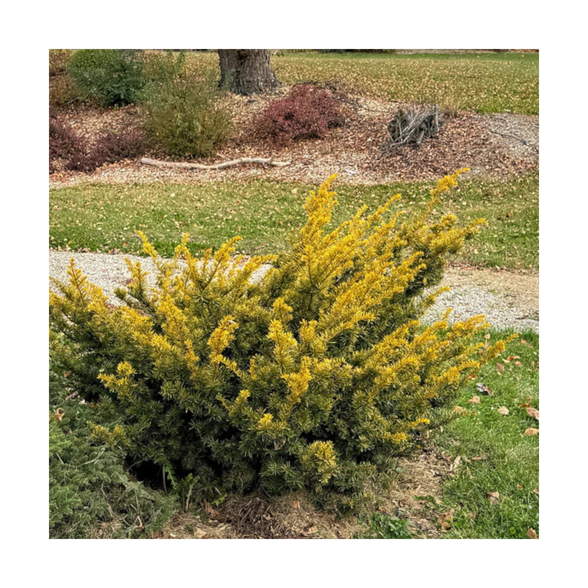 If rampant doré, Taxus