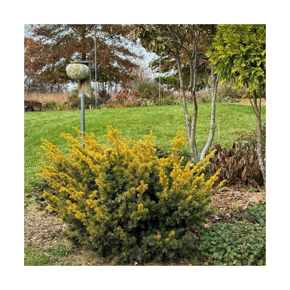 If rampant doré, Taxus