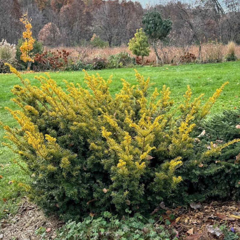 If rampant doré, Taxus