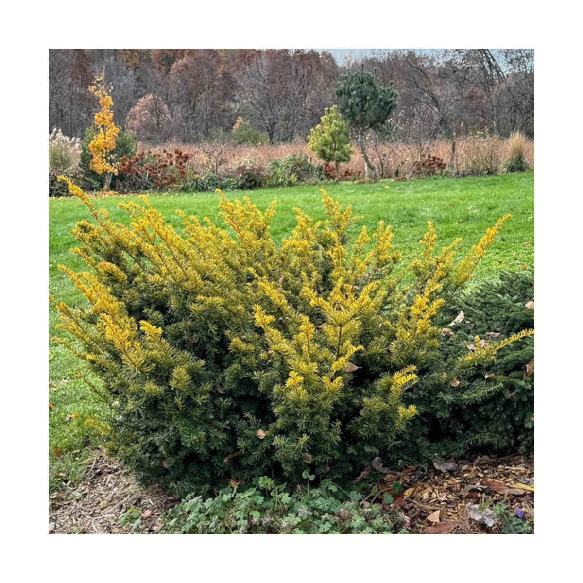 If rampant doré, Taxus