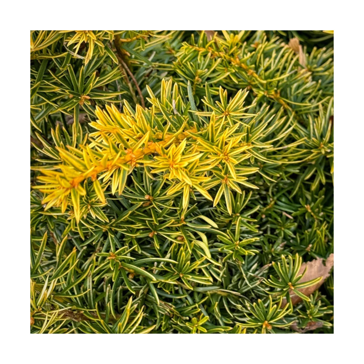 If rampant doré, Taxus