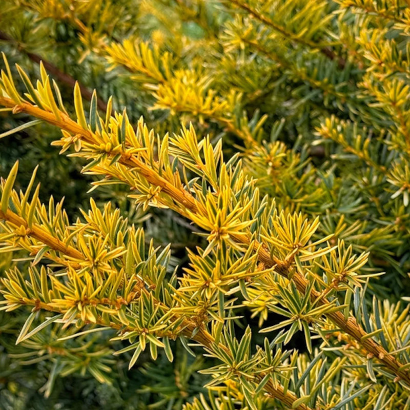 If rampant doré, Taxus